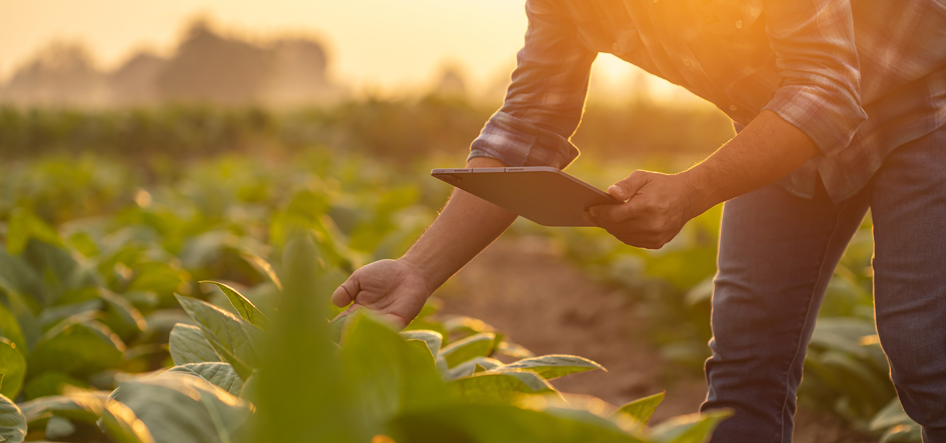 Gestão do Agronegócio