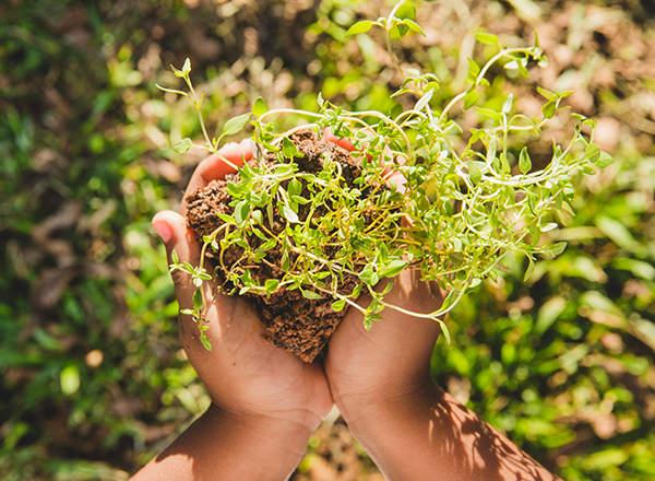 Biodiversidade Vegetal: Fanerógamas e Estratégias Evolutivas