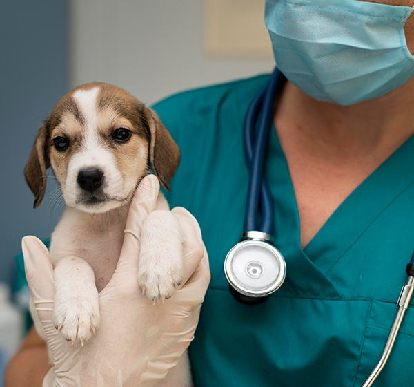 Medicina Veterinária